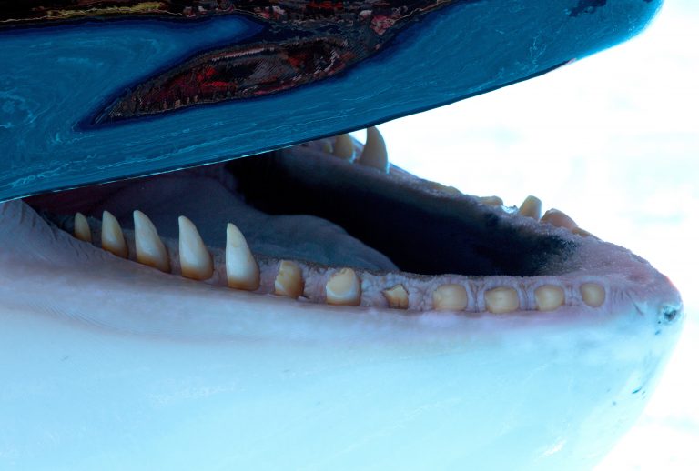 La imagen tiene un atributo ALT vacío; su nombre de archivo es 6.-damaged-orca-teeth-chipped-broken-worn-to-gums-USA-768x518-1.jpg