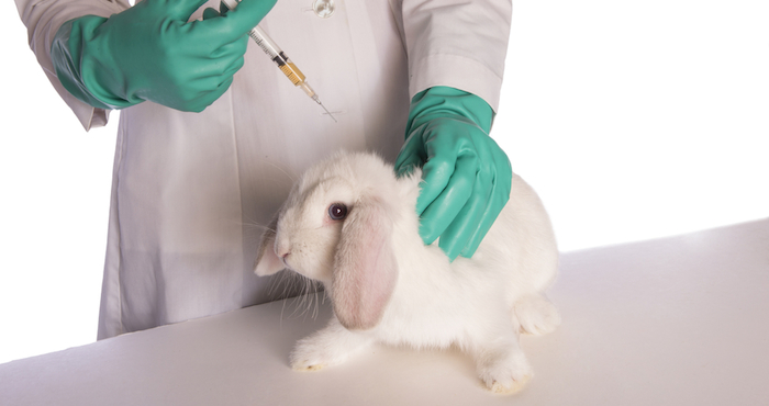 La imagen tiene un atributo ALT vacío; su nombre de archivo es Conejo-experimentacion-con-animales.jpg