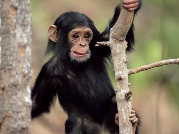 chimpanzee face eatan oprah