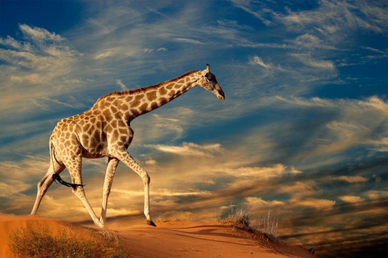 La imagen tiene un atributo ALT vacío; su nombre de archivo es jirafa-en-las-dunas-del-desierto-animales-de-africa-768x512-1.jpg